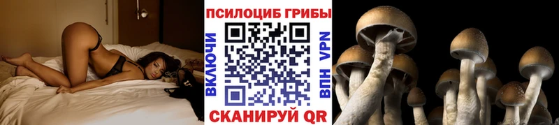 Галлюциногенные грибы Psilocybine cubensis  Димитровград 